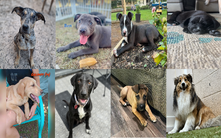 20240612pups