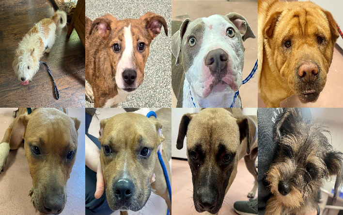 20240605pups