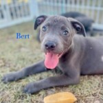 Bert