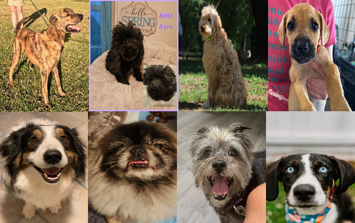 20240610pups