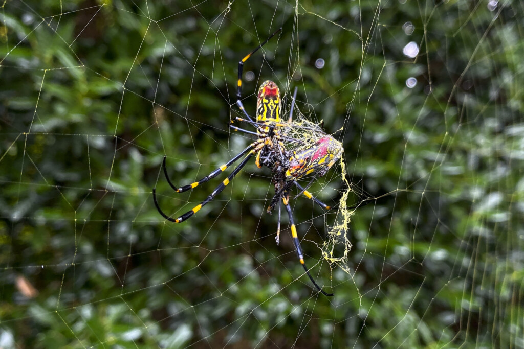 Spider Takeover Explainer