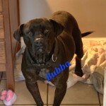 Bubba