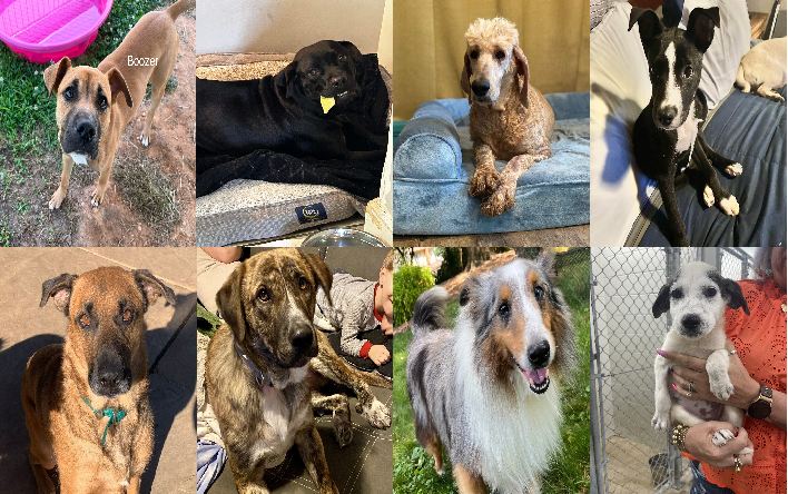 20240619pups