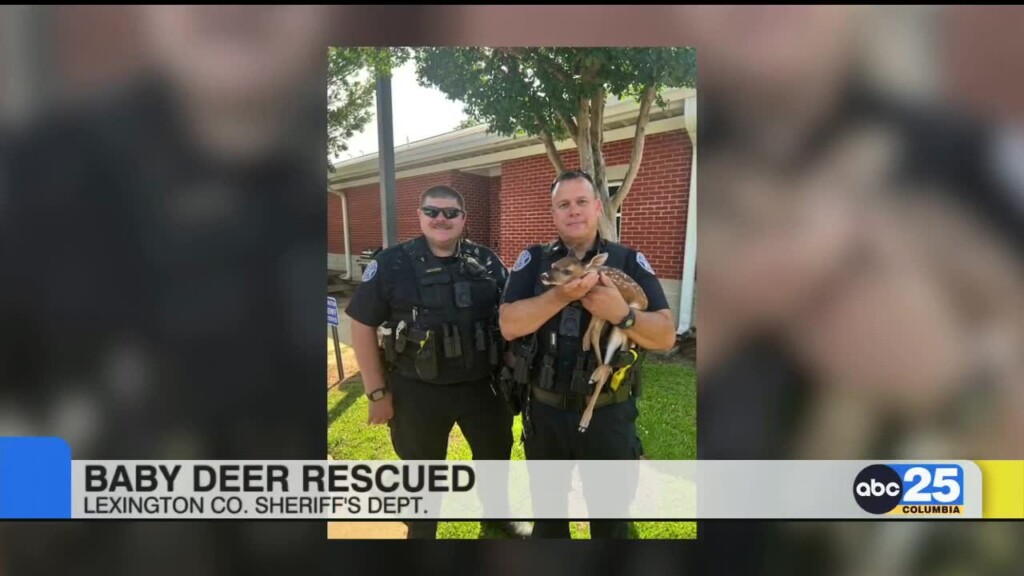 Lexington County Deputies Rescue Baby Deer