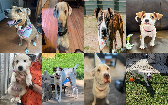 20240618pups