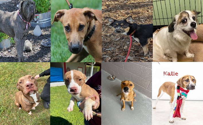 20240717pups
