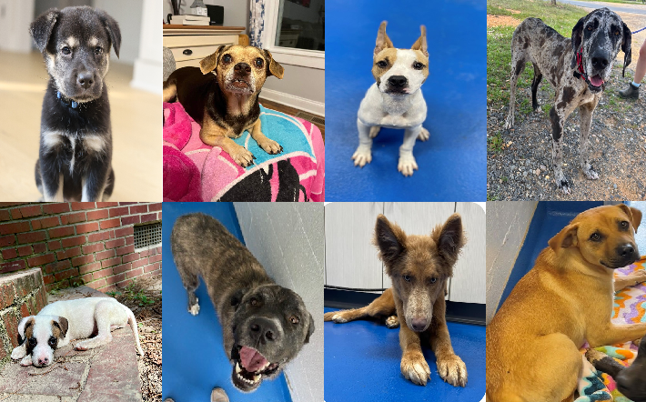 20240708pups