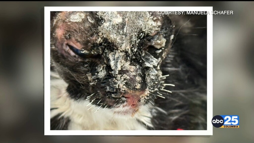 Abused Cat Found With Face Covered In Glue On Road To Recovery