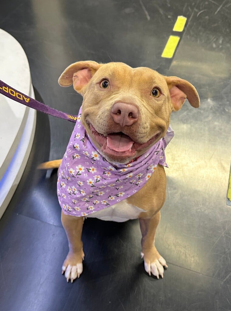 Pet Of The Week