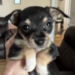 Bitsy