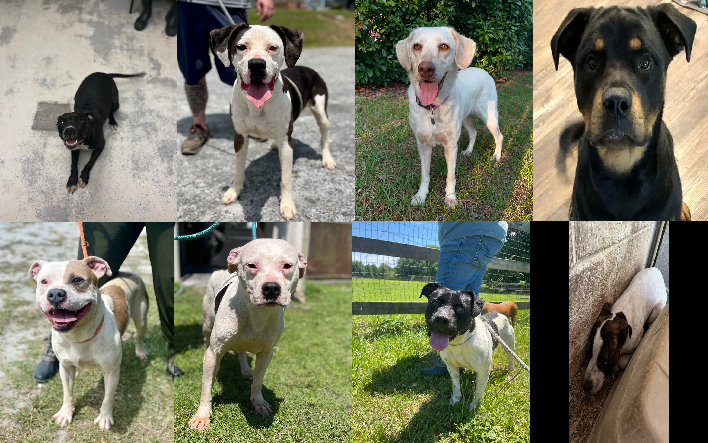 20240712pups