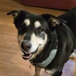 Sammy