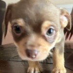 Jet
