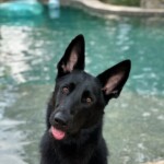 Onyx