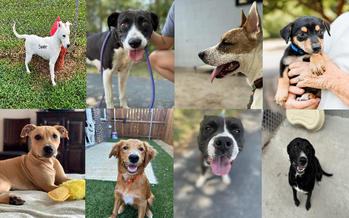 20240702pups