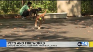 Pets And Fireworks