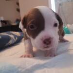Harley