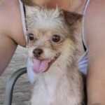 Pixie