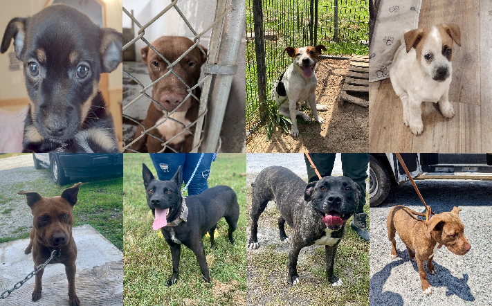 20240716pups