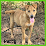 Percy
