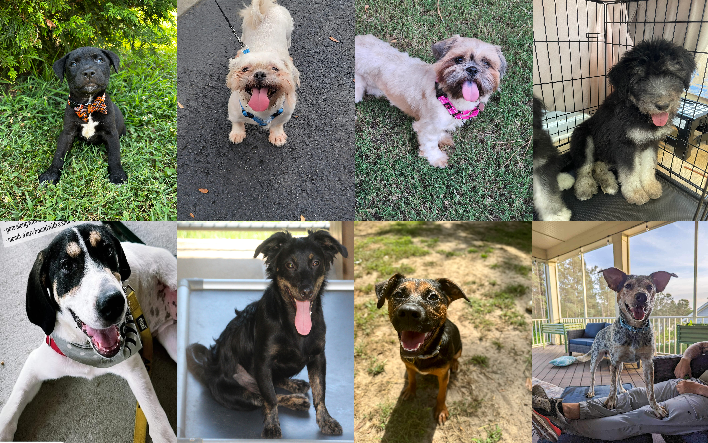 20240710pups
