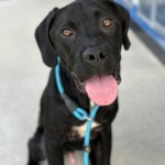 Jet