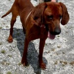 Copper