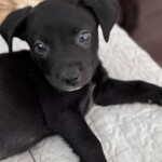 Luca