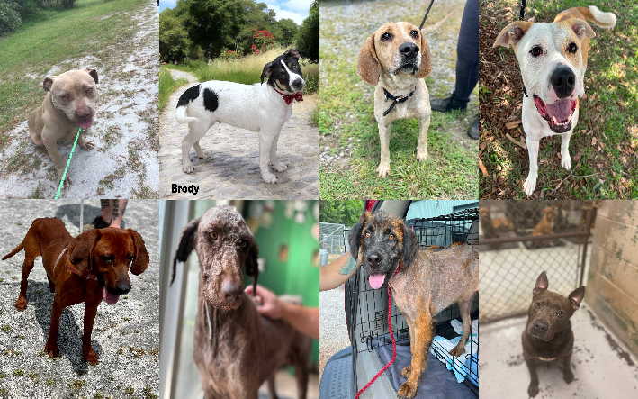 20240711pups