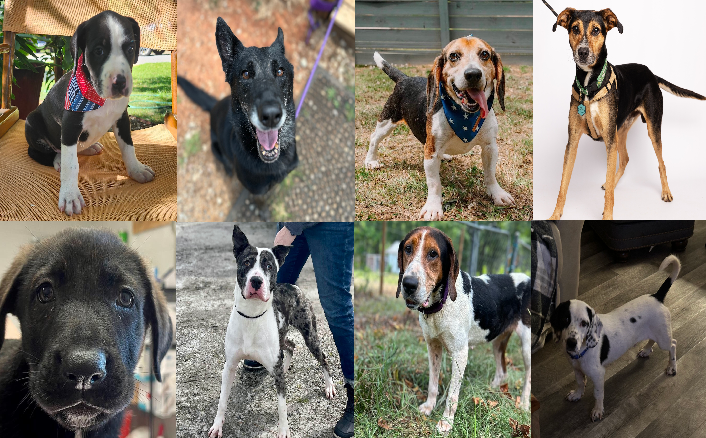 20240701pups