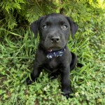 Simon