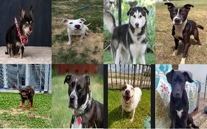 20240718pups