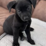 Luca