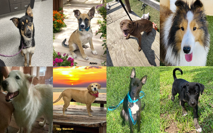 20240731pups
