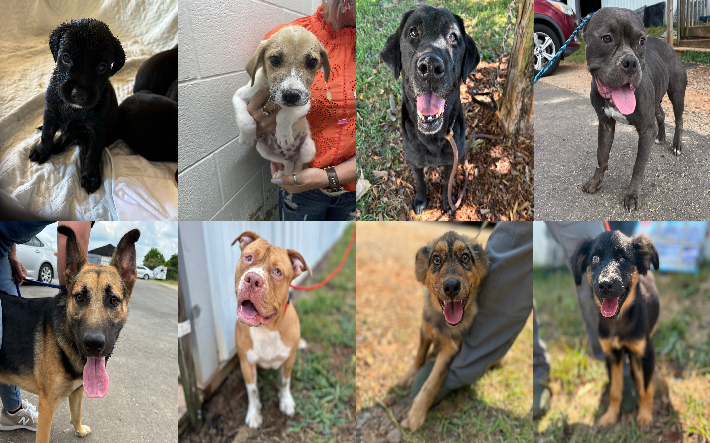 20240703pups