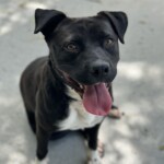 Nova