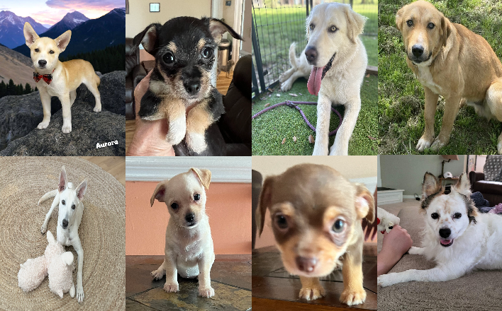 20240705pups
