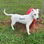 Baxter