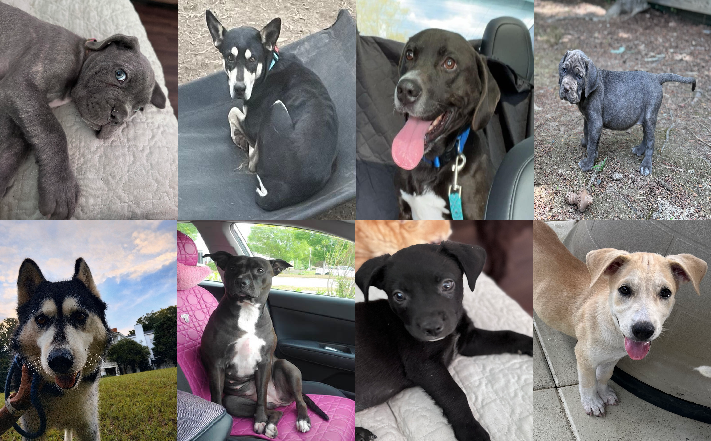 20240729pups