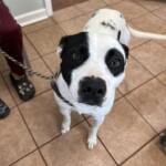 Rosco
