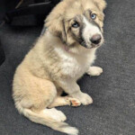 Puppy