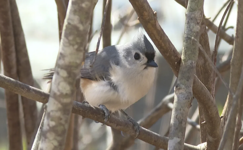 Bird