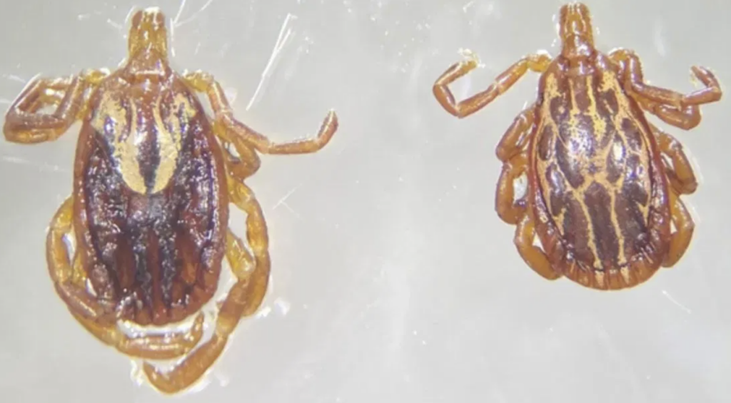 Tick