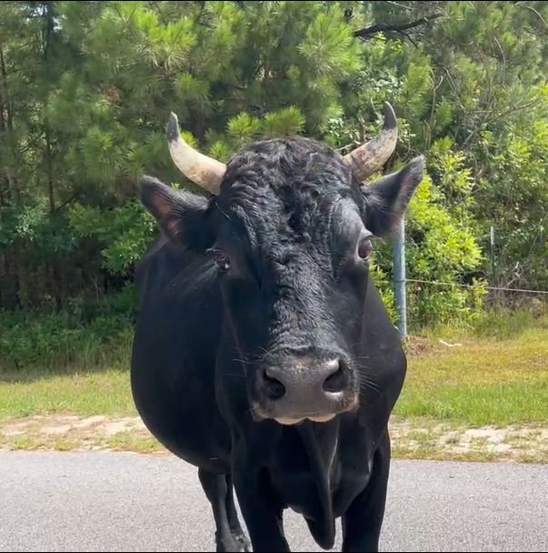 20240718bull1