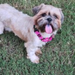 Coco