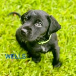Wells