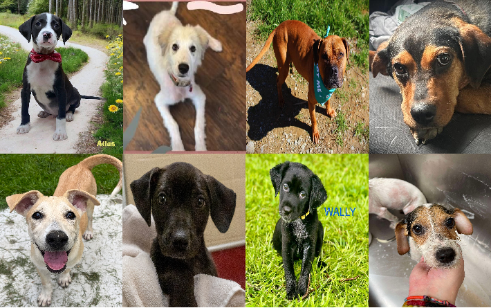 20240813pups