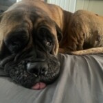 Cooper