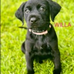 Willa