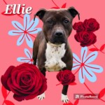Ellie